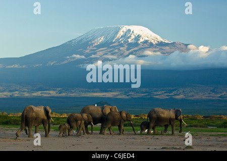 Eine Herde von afrikanischen Elefanten mit schneebedeckten Kibo Gipfel von Mount Kilimanjaro im Hintergrund. Stockfoto