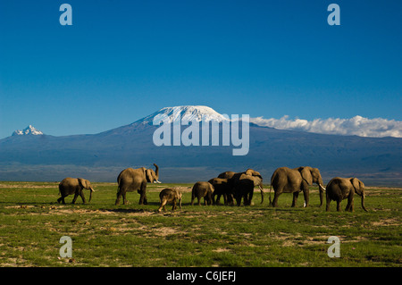 Eine Herde von afrikanischen Elefanten mit den schneebedeckten Kibo und Mawenzi Gipfel des Mount Kilimanjaro im Hintergrund. Stockfoto