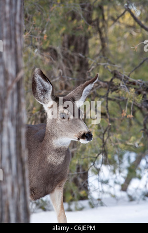 Schwarzwild in den Grand Canyon National Park, Arizona, USA Stockfoto