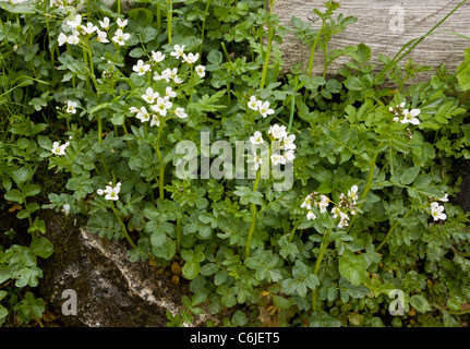 Großen Bitter-Kresse, Cardamine Amara in Blüte, im Feuchtgebiet gespült; Slowenien. Stockfoto