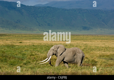 Eine große Tusker afrikanischen Elefantenbullen (Loxodonta Africana) schreitet durch das Grasland Stockfoto