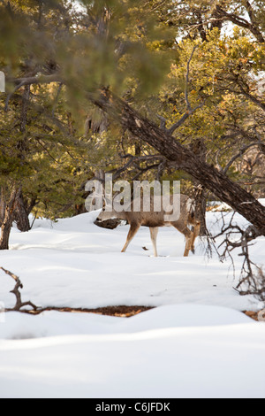 Schwarzwild in den Grand Canyon National Park, Arizona, USA Stockfoto