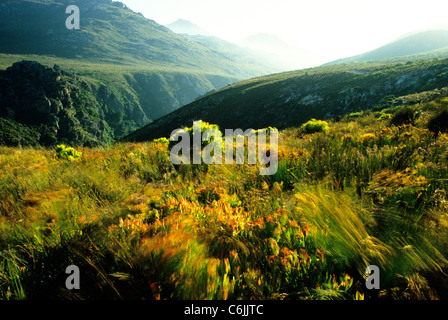 Einen malerischen Blick auf Berg Fynbos mit Gipfeln von Nebel bedeckt Stockfoto