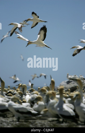 Cape Gannet im Flug über andere Schlafplatz auf dem Boden Stockfoto