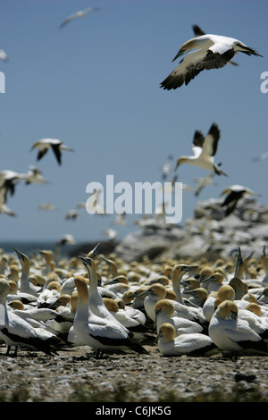 Cape Gannet im Flug über andere Schlafplatz auf dem Boden Stockfoto