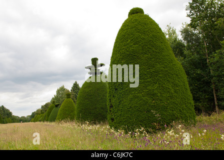 Clipsham Yew Tree Avenue, eine einzigartige Sammlung von 150 abgeschnittene Eiben, die über 200 Jahre alt. Clipsham, Rutland, England. Stockfoto