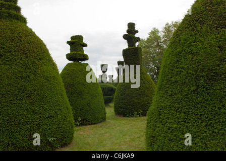 Clipsham Yew Tree Avenue, eine einzigartige Sammlung von 150 abgeschnittene Eiben, die über 200 Jahre alt. Clipsham, Rutland, England. Stockfoto