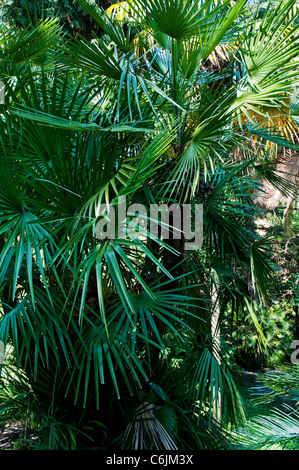 Eine Mittelmeer Fan Palm in der siebzehnten Jahrhundert Garten der Villa Durazzo-Centurione jetzt im Besitz von der Stadt Santa Margherita Stockfoto