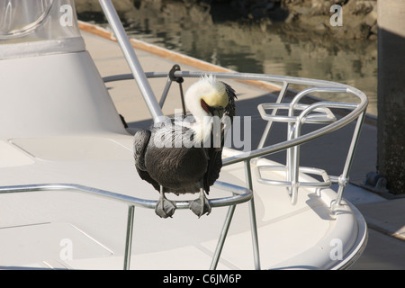 Pelikan ruht auf Boot Geländer - Cabo San Lucas, Mexiko Stockfoto