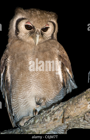 Riesige Uhu thront in einem Baum in der Nacht Stockfoto