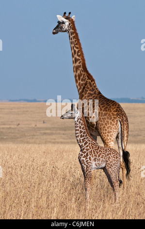 Ein Maasai Giraffe (Giraffa Plancius Tippelskirchii) und ihr kleines Kalb Umfrage das offene Grasland Stockfoto