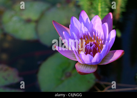 Eine violette Blüte Seerose Stockfoto