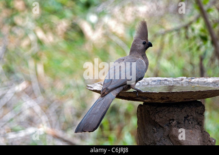 Turaco grau / Lourie auf Vogeltränke. Stockfoto