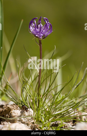 Unter der Leitung von Globus Rapunzeln, Phyteuma Hemisphaericum, Schweizer Alpen. Stockfoto