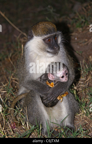 Grivet Affe sitzt auf ihren Hüften hält ihr Baby auf dem Schoß Stockfoto