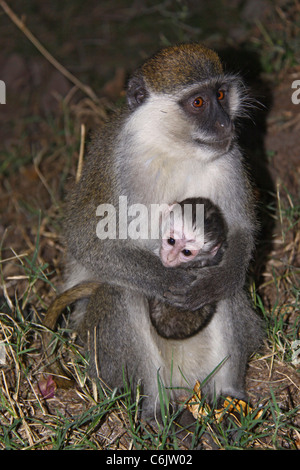 Grivet Affe sitzt auf ihren Hüften hält ihr Baby auf dem Schoß Stockfoto