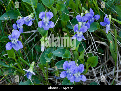 Heide Hund-Violet, Viola Canina in Blüte. Stockfoto