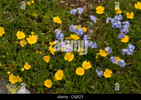 Alpenblumen - goldenen Fingerkraut und Alpine Vergissmeinnicht im Rasen, auf 2200 Metern der Schweizer Ostalpen. Stockfoto