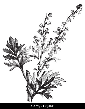 Absinth-Pflanze, Artemisia Absinthium oder Wermut Gravur Abbildung, isoliert auf weiss. Stockfoto