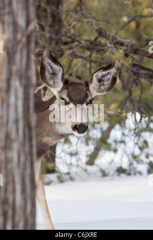 Schwarzwild in den Grand Canyon National Park, Arizona, USA Stockfoto