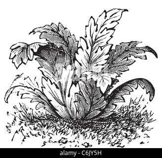 Bär der Reithose oder Acanthus Mollis Pflanze Vintage Gravur. Alten graviert Illustration aus Trousset Enzyklopädie, 1886-1891. Stockfoto