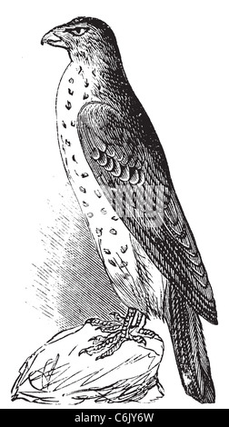 Cooper's Hawk Vintage Illustration. Alter Stich, lebte verfolgt Vektor aus einem Scan von Trousset Enzyklopädie 1886 - 1891 Stockfoto