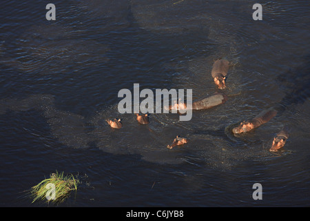 Luftaufnahme des Hippo-Pods im Wasser Stockfoto