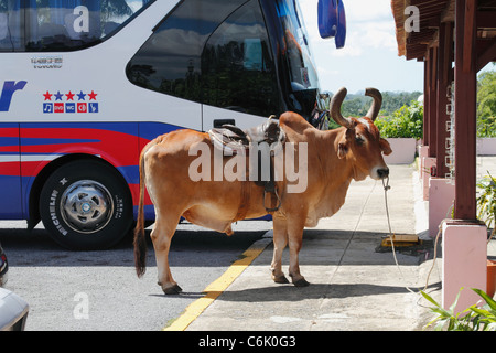Ochse (Stier) und Reisebus, Vinales, Pinar Del Rio Bezirk, Kuba, Oktober 2010 Stockfoto