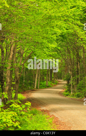 Con Robinsons Punkt Karrenweg, Roosevelt Campobello International Park, Welshpool, Campobello Insel, New-Brunswick, Kanada Stockfoto