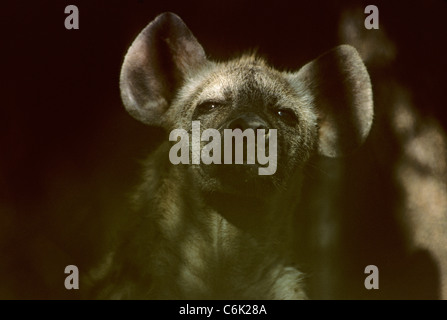 Pup gefleckte Hyänen (Crocuta Crocuta) Stockfoto