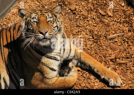 Tiger in das wilde Tierheim, Denver, Colorado, USA Stockfoto