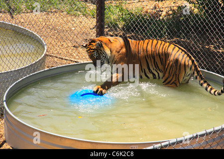 Tiger in das wilde Tierheim, Denver, Colorado, USA Stockfoto