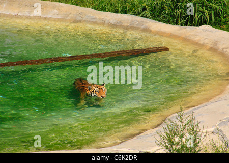 Tiger in das wilde Tierheim, Denver, Colorado, USA Stockfoto