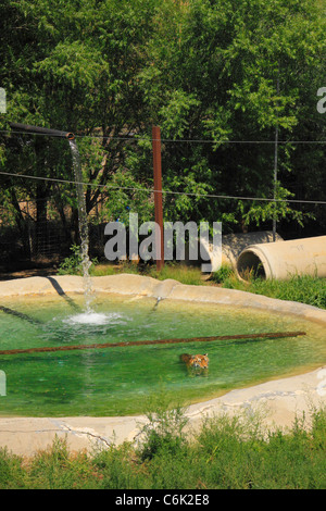 Tiger in das wilde Tierheim, Denver, Colorado, USA Stockfoto