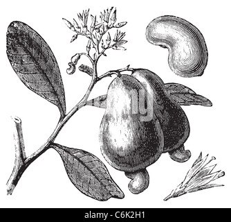 Cashew- oder Anacardium Occidentale Baum, Apfel und Nüssen Vintage Gravur. Alte eingraviert Darstellung der Caju-Baum in Vektor. Stockfoto