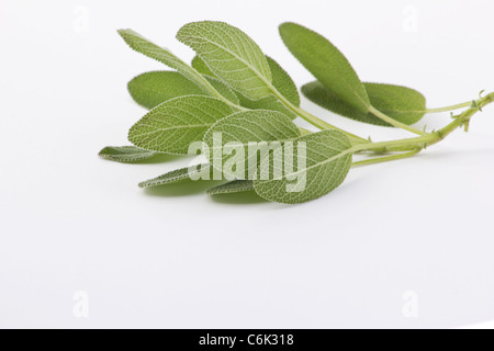 Nahaufnahme der Garten Salbei (Salvia Officinalis) auf weißem Hintergrund Stockfoto