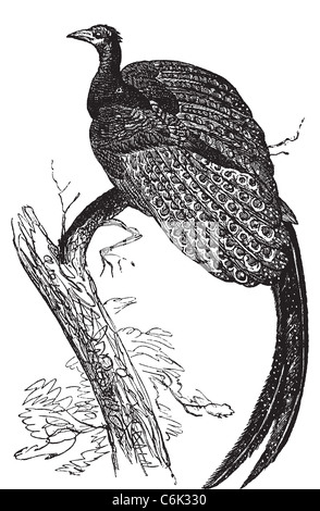 ARGUS Giganteus, gemeinsame Spezies von Fasan Alter Stich. Alten graviert Illustration, Vektor, ein großer Argus-Vogel. Stockfoto