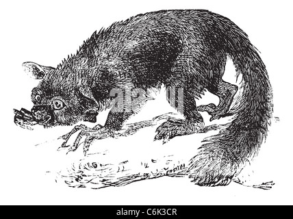 Das Aye-aye, Lemur oder Daubentonia Madagascariensis. Vintage-Gravur. Alten graviert Illustration der Lemuren. Stockfoto