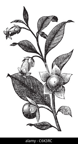 Tollkirsche oder Atropa Belladonna, Vintage-Gravur. Alten graviert Außenillustration Belladona Pflanze Blumen zeigen. Stockfoto
