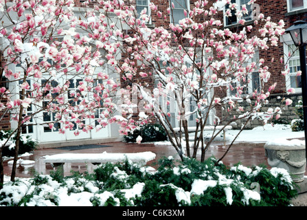 Späten Frühjahr Schneeschichten auf Untertasse Magnolie (Magnolia Soulangeana) blüht im April Stockfoto