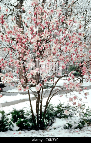 Späten Frühjahr Schneeschichten auf Magnolia Grandiflora Blüten schaffen eine schöne Glasur Stockfoto