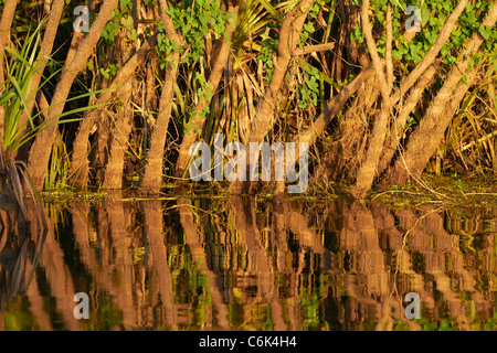 Bäume spiegeln sich in gelben Wasser Billabong, Kakadu-Nationalpark, Northern Territory, Australien Stockfoto
