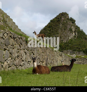 Lamas (Lama Glama) in die verlorene Stadt der Inkas, Machu Picchu, Cusco Region, Peru Stockfoto