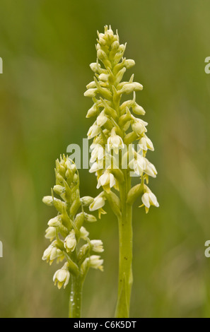 Kleine weiße Orchidee, Pseudorchis Albida = Leucorchis Albida in Grünland. Stockfoto