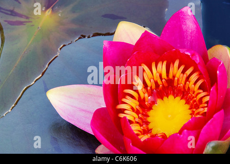 Seerose - Seerose 37 Stockfoto