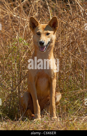 Dingo (Canis Lupus Dingo), Kakadu-Nationalpark, Northern Territory, Australien Stockfoto