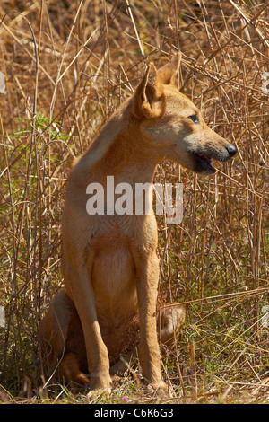 Dingo (Canis Lupus Dingo), Kakadu-Nationalpark, Northern Territory, Australien Stockfoto