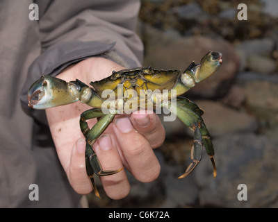 Common Shore Crab in jungen Hand. UK Stockfoto