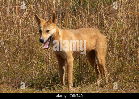 Dingo (Canis Lupus Dingo), Kakadu-Nationalpark, Northern Territory, Australien Stockfoto