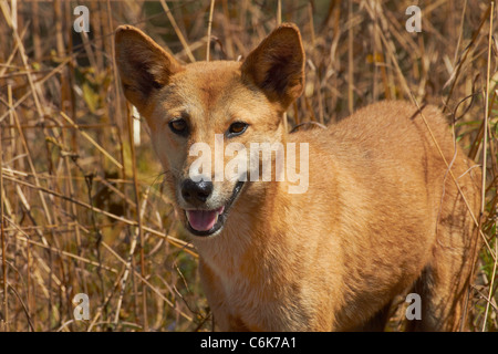 Dingo (Canis Lupus Dingo), Kakadu-Nationalpark, Northern Territory, Australien Stockfoto